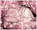Sakura-japanese-cherry-tree-sakura-11430775-1024-838