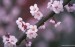 Japanese_Cherry_Blossom_wallpapers_Vol_121_EZ175